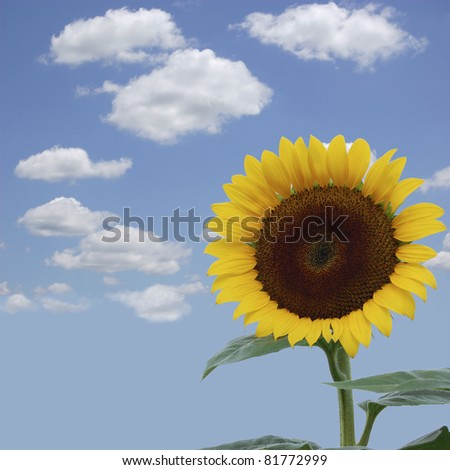 A brilliant yellow sunflower against a blue sky