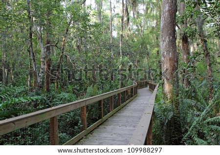 Cypress Swamp, Loxahatchee National Wildlife Refuge, Florida Everglades