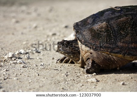 Snapping Turtle on Turner River Road in Big Cypress National Preserve