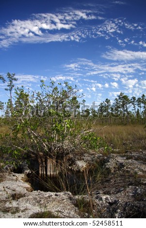 A natural sinkhole in the Florida Everglades, Everglades National Park, Long Pine Key