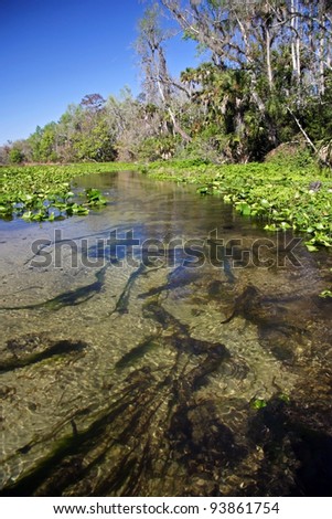 Scenic Rock Springs Run near Orlando, Florida