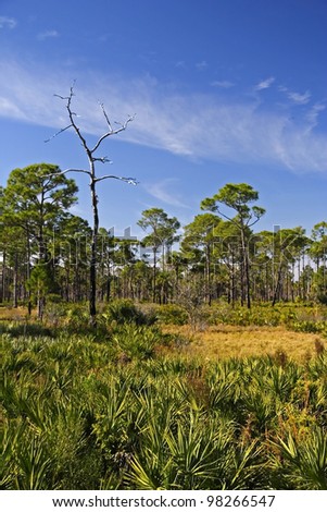 Scenic Florida Landscape in the Dubuis Management Area