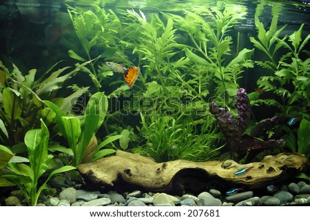 Tropical freshwater aquarium with colorful fish and green plants