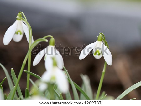 Closeup of spring white snowdrops with soft narrow focus