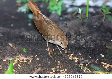 Wild bird on a ground. Wildlife Photography.  Luscinia luscinia, Thrush Nightingale.