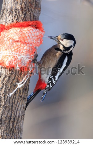 Dendrocopos major, Great spotted woodpecker. Hammer-holding is a common way for the woodpeckers to deal with food items. Female.