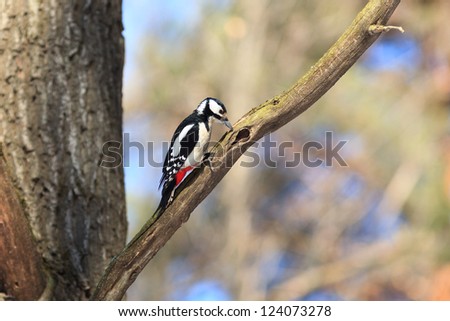Dendrocopos major, Great spotted woodpecker. Woodpecker tapping on a dry branch to produce sound.