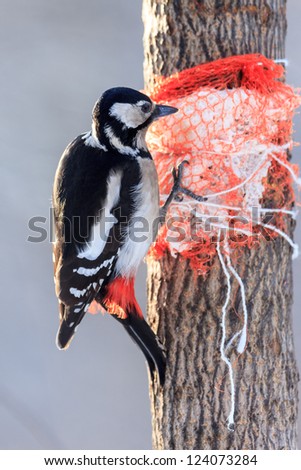 Dendrocopos major, Great spotted woodpecker. Hammer-holding is a common way for the woodpeckers to deal with food items. Female.