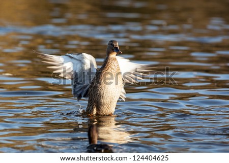 Anas platyrhynchos, Mallard. Wild bird in a natural habitat. Wildlife Photography.