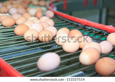 Poultry Farm. Industrial production of edible egg.