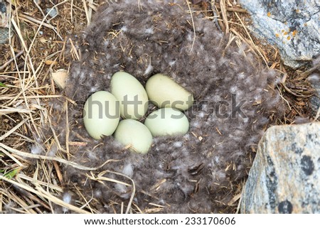 Somateria molissima, Common Eider.  Nest of a bird with eggs in the nature. The photo was taken in the Kandalaksha Gulf of the White Sea. Russia, Murmansk region. Island Lodeinoe.