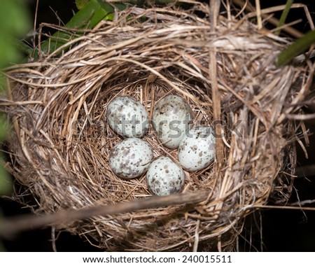 Marsh Warbler (Acrocephalus palustris).Wild bird in a natural habitat. Nest.