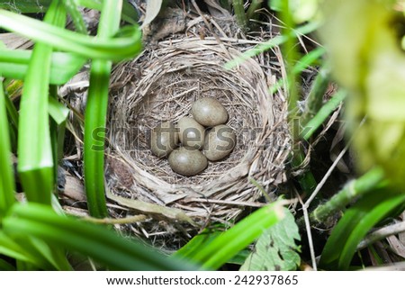 Acrocephalus schoenobaenus. The nest with eggs of the Sedge Warbler in nature.