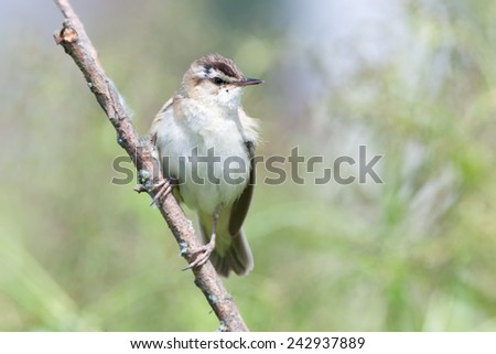Sedge Warbler (Acrocephalus schoenobaenus).Wild bird in a natural habitat. Denisovo. Ryazan region, Pronsky area. Russia.
