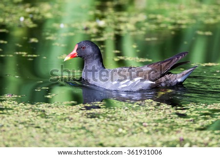Moorhen (Gallinula chloropus).  Russia,  Moscow, Botanical Garden of the Russian Academy of Sciences.