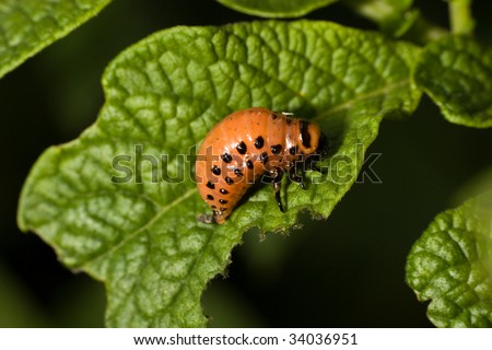 Larva Of A Bug On Green Sheet Of A Potato Stock Photo 3
