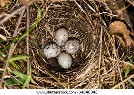 Nest of a bird on the earth with eggs.