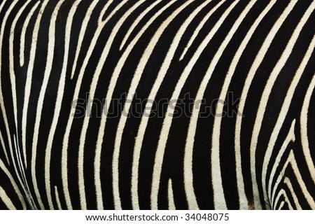 stock photo Black and white strips on a skin of a zebra