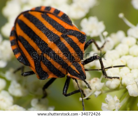 The beautiful striped bug sits on a plant. A close up.