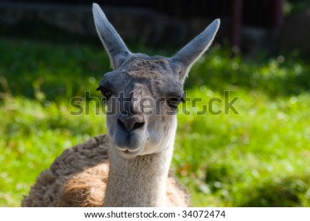 Guanacos have grey faces and small straight ears. They are extremely striking with their large, alert brown eyes, streamlined form, and energetic pace.