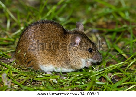 Wild Field Mouse