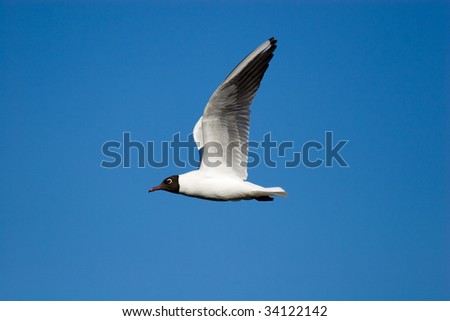 The seagull flies against the pure blue sky