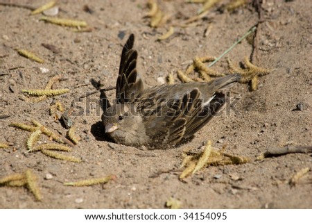 House Sparrow bathes in sand to get rid of parasites.