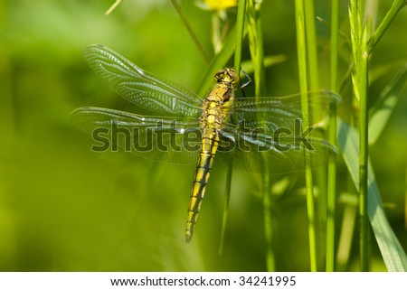 The beautiful dragonfly sits on a plant. A close up.