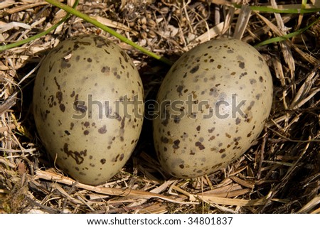 Eggs in a nest. No birds where hurt in the making of this image.