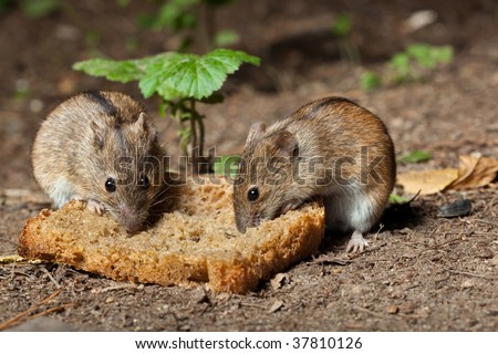 The wild wood mouse eats a free lunch.