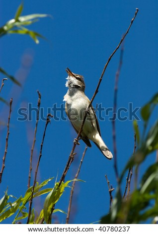 Warbler in a natural habitat. Wildlife Photography.