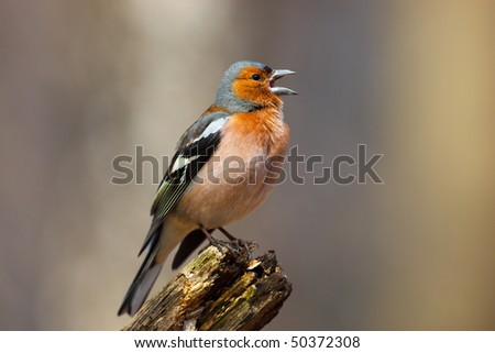  Common Chaffinch Fringilla coelebs perching stump. Singing bird