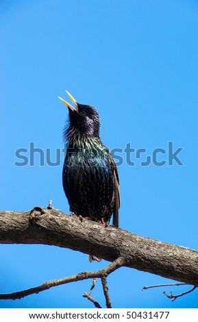Common Starling (Sturnus vulgaris) perching on a branch of the tree against the blue sky. A singing bird.