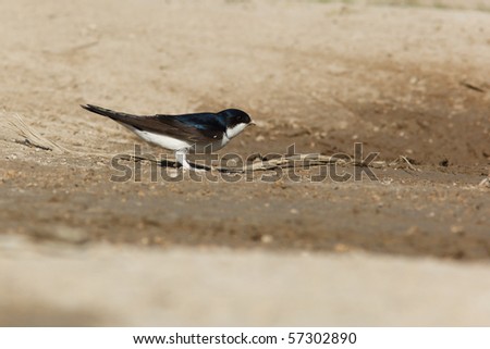 House Martin, Delichon urbica. Collecting mud pellets for the nest.