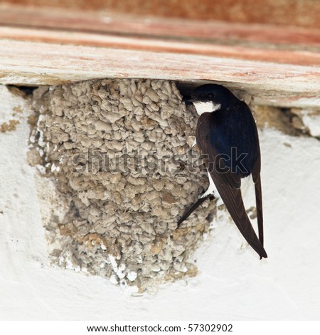House Martin (Delichon urbica) by nest with chicks.