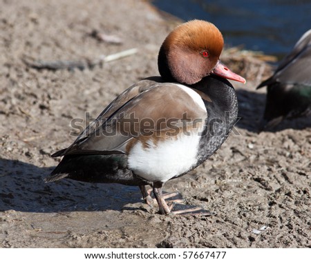 Red-crested Pochard, Netta rufina. The bird is in a zoo.