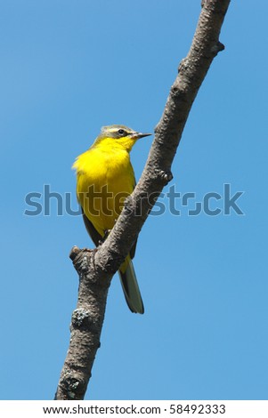 Yellow Wagtail, Motacilla flava. The bird perching on a branch of the tree.