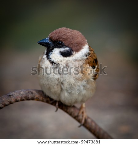 Wild bird in a natural habitat. Wildlife Photography. Passer montanus, Tree Sparrow