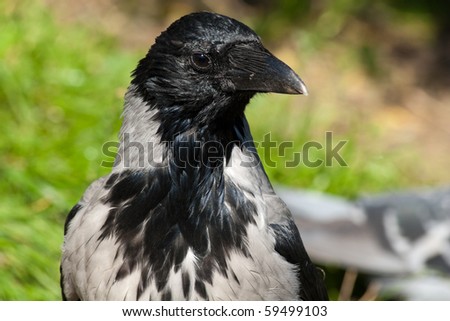 The crow in a natural habitat. Wildlife Photography.