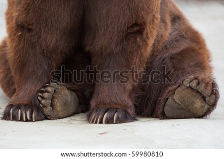 Paws of a brown bear close up. Old brown bear in a zoo. Ursus arctos