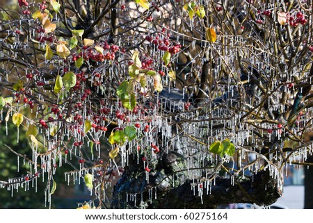 Water has frozen on a branch of an apple-tree and has turned to icicles. The first autumn frosts