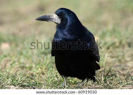 Adult Rook (Corvus frugilegus) in a natural habitat. Wildlife Photography.