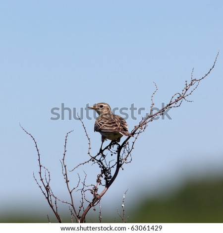 Alauda arvensis. The Skylark in a natural habitat. Wildlife Photography.