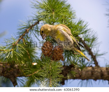 The Greenfinch (Carduelis chloris) in the wild nature. Wild bird.