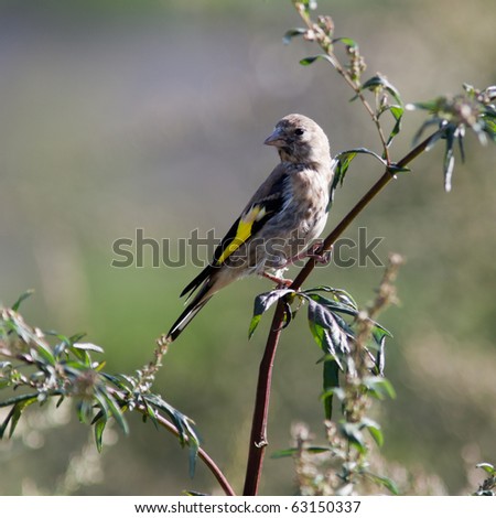 Goldfinch, Carduelis carduelis. Wild bird in a natural habitat. Wildlife Photography. Russia, Moscow, Timirjazevsky park.