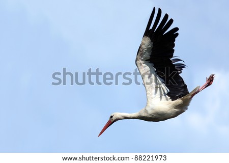 Wild bird in a natural habitat. Wildlife Photography. Ciconia ciconia, Oriental White Stork.
