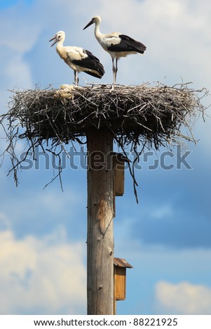 Wild bird in a natural habitat. Wildlife Photography. Ciconia ciconia, Oriental White Stork.