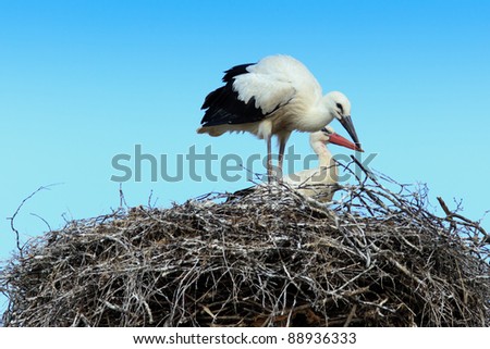 Wild bird in a natural habitat. Wildlife Photography. Ciconia ciconia, Oriental White Stork. Simankovo. Moscow region, Shahovsky area. Russia