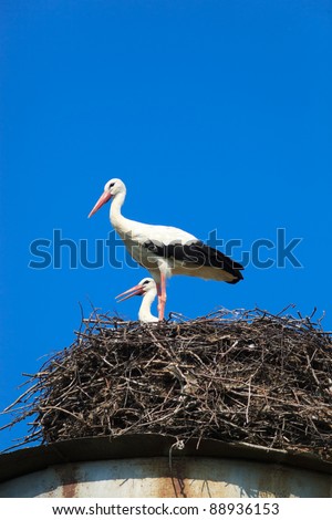 Wild bird in a natural habitat. Wildlife Photography. Ciconia ciconia, Oriental White Stork. Holmets. Moscow region, Shahovsky area. Russia