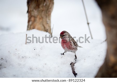 Acanthis flammea, Redpoll.  Botanical Garden of Academy of Sciences, Moscow. Russia.